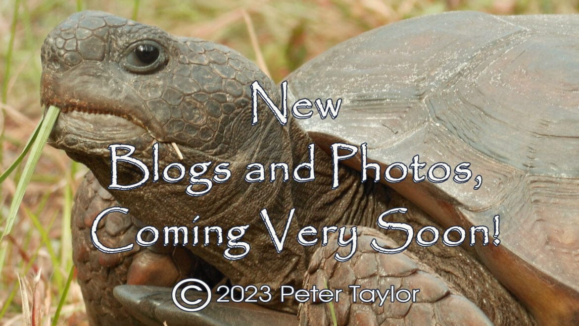 Coming Soon Peter Taylors new website
