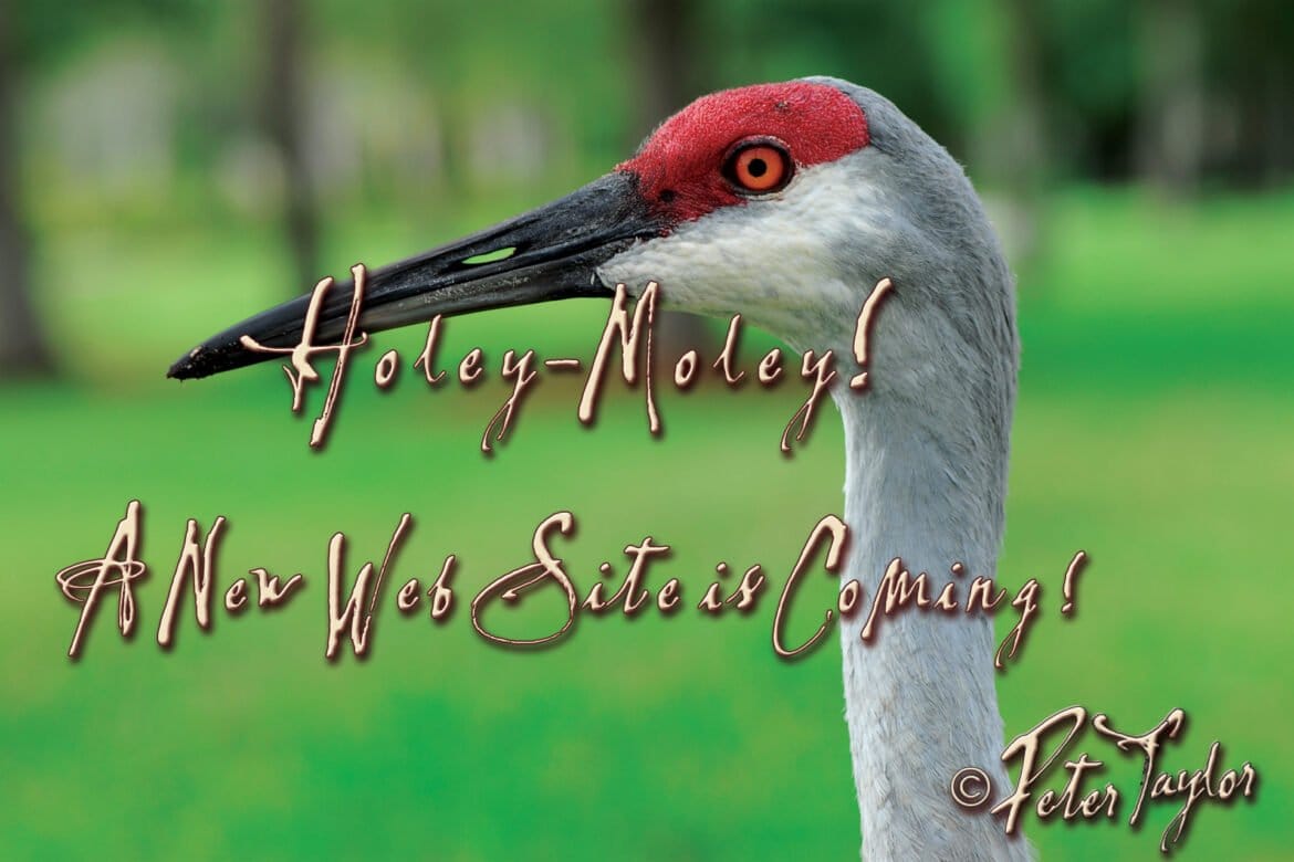 Holey-Moley A New Web Site Is Coming!