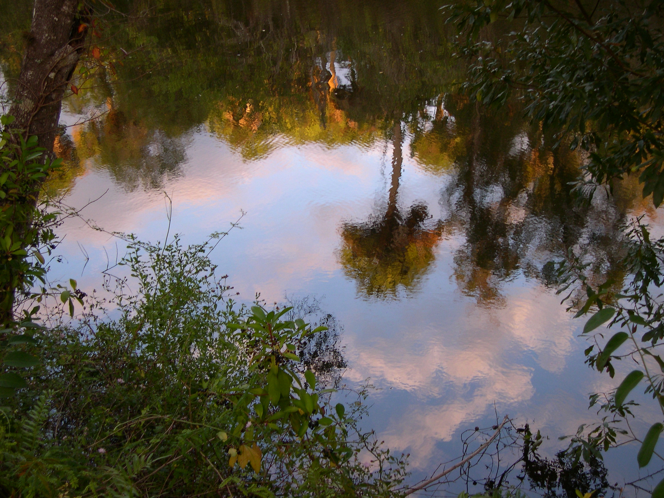 Reflection On the North Fork of the Saint Lucie River. This is my Monet' Shot. No filters or adjustments to the pic.