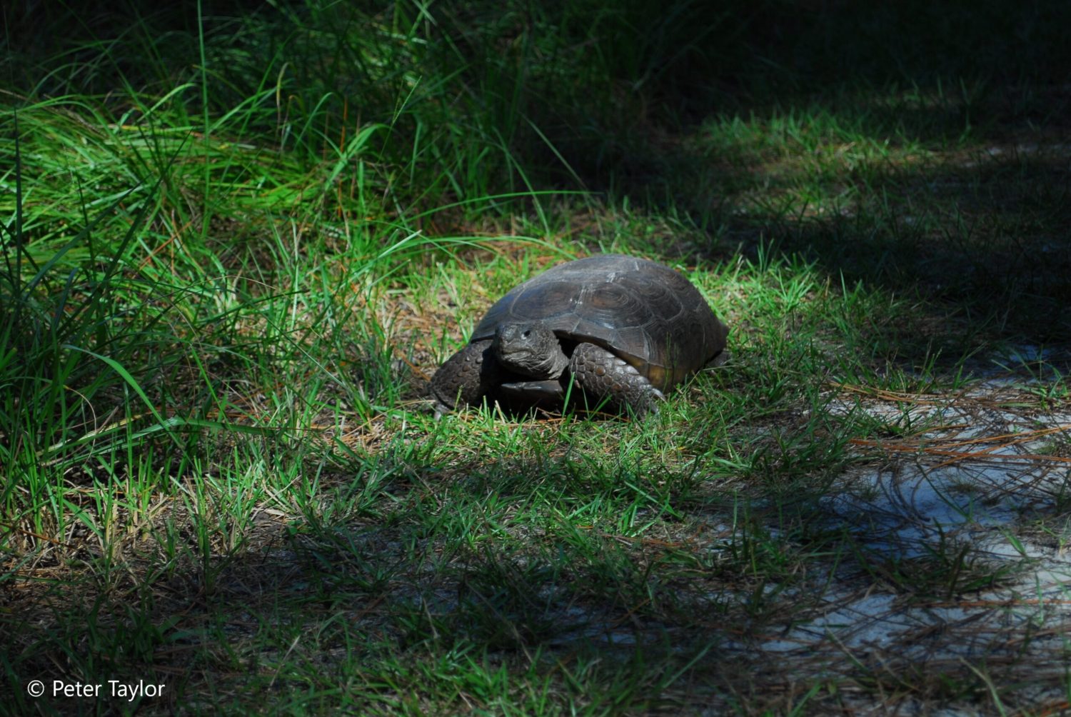 Gopher Tortoise at Oxbow Ecological Center Gopher Tortoise at Oxbow Ecological Center