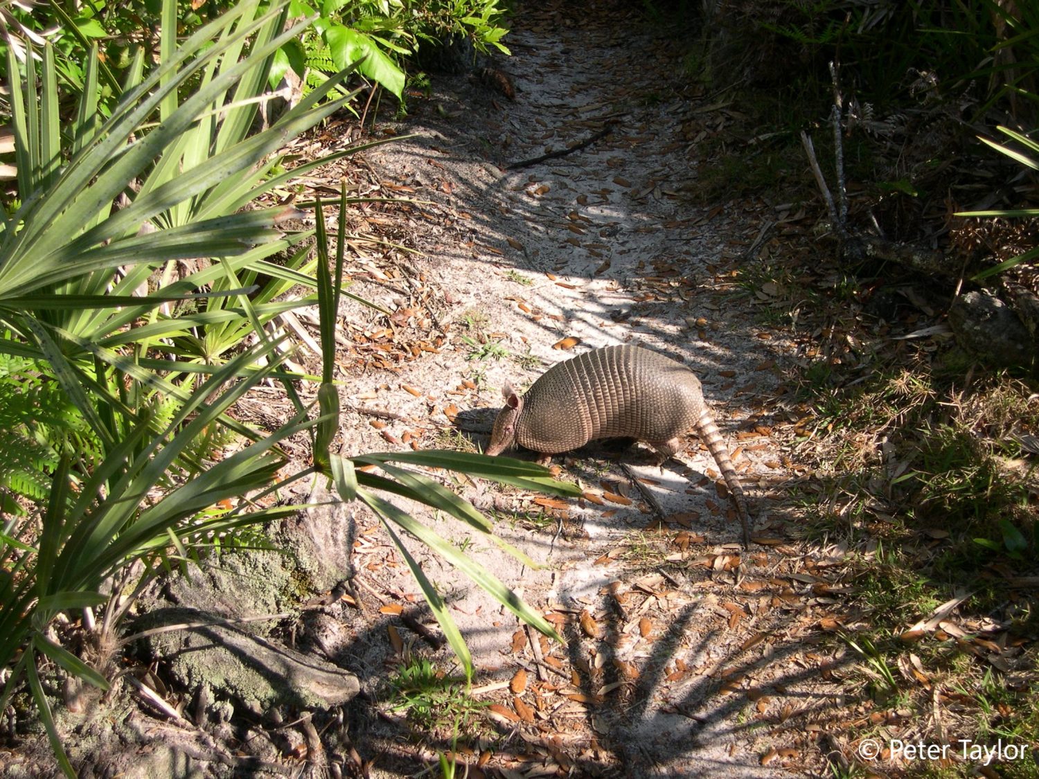 It’s 77 Years of Good Luck When An Armadillo Crosses Your Path at Oxbow! It's 77 Years of Good Luck When An Armadillo Crosses Your Path at Oxbow!