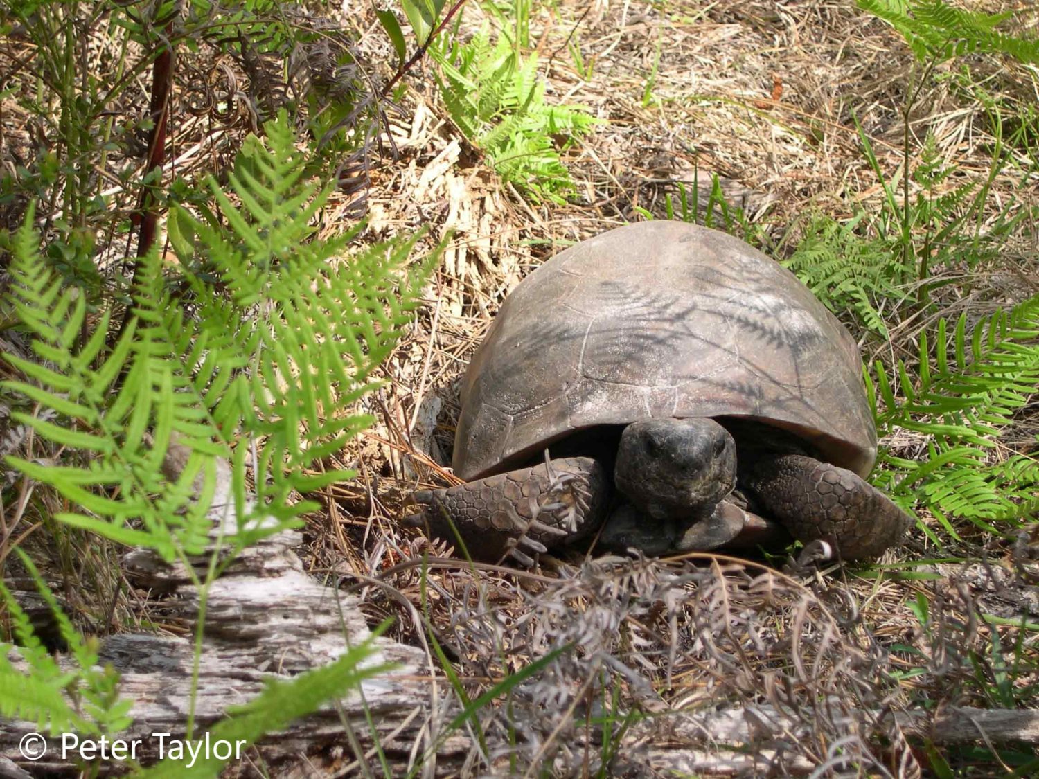 Another Friendly Gopher Tortoise at Oxbow Ecological Center Another Friendly Gopher Tortoise at Oxbow Ecological Center!