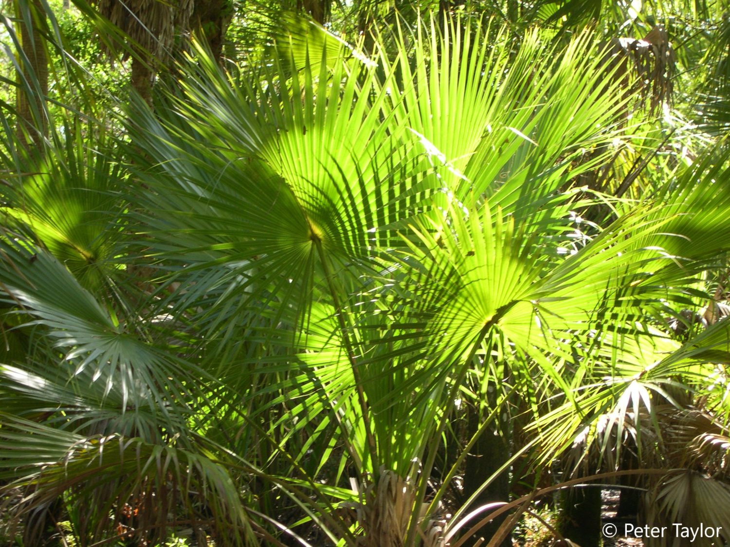 The Saw Palmettos Can Be Facinating In Certain Sunlight at Oxbow. The Saw Palmettos Can Be Facinating In Certain Sunlight at Oxbow.