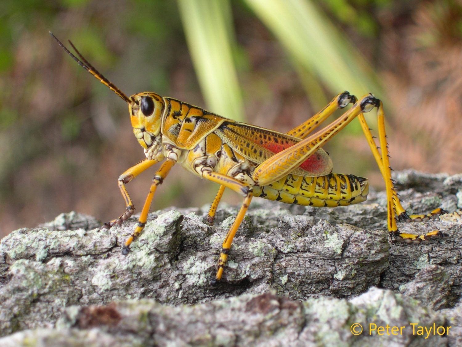 G.O.U.S.’s at Oxbow – Grasshoppers Of Unusual Size! G.O.U.S.'s at Oxbow - Grasshoppers Of Unusual Size!