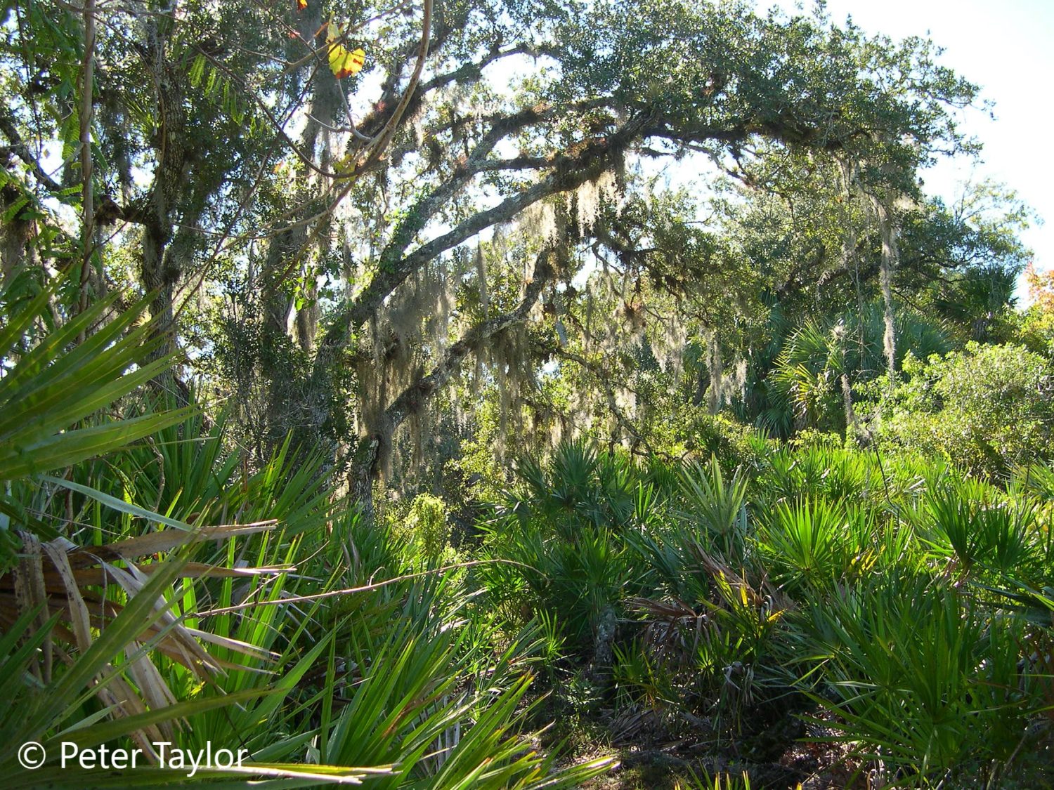 Thick Cover of Live Oak Trees and Saw Palmettos at Oxbow. Thick Cover of Live Oak Trees and Saw Palmettos at Oxbow.