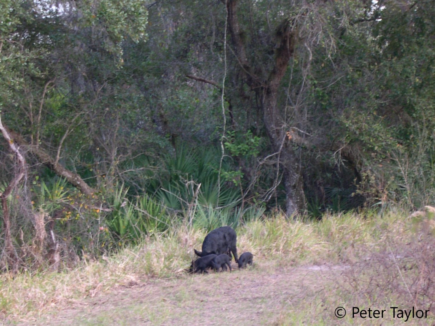 Feral Hog Family at Oxbow Ecological Center. Feral Hog Family at Oxbow Ecological Center.