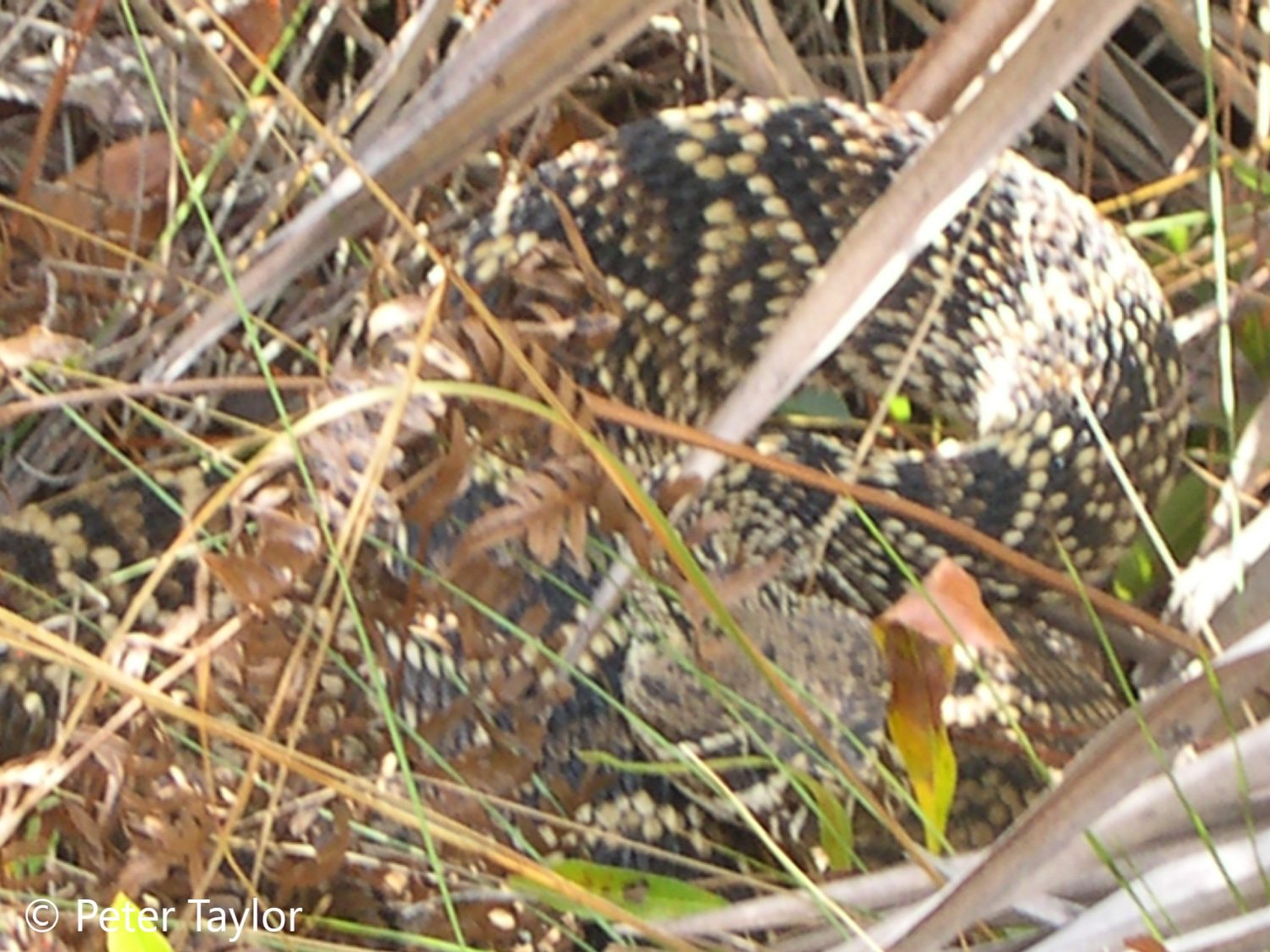 Eastern Diamondback Rattlesnake at Oxbow. Eastern Diamondback Rattlesnake at Oxbow.