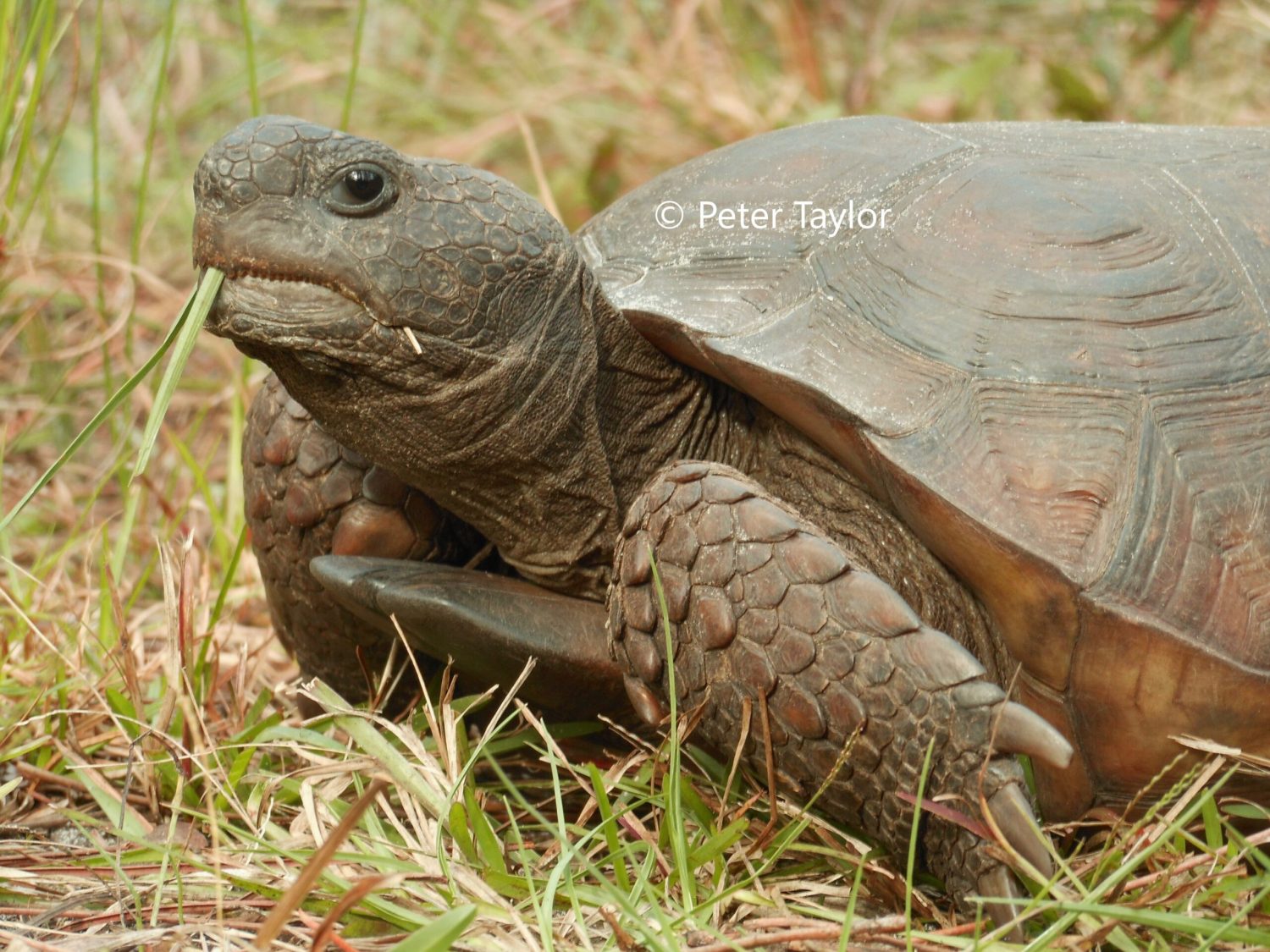 Gopher Tortoise, with the Munchies, at Oxbow! Gopher Tortoise, with the Munchies, at Oxbow!
