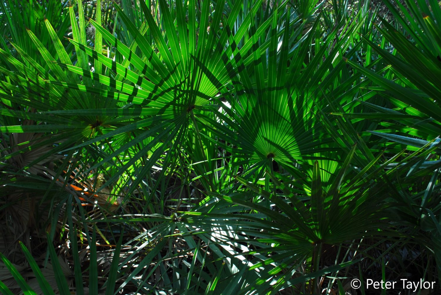 More Saw Palmettos Filtering the Sunlight at Oxbow. More Saw Palmettos Filtering the Sunlight at Oxbow.