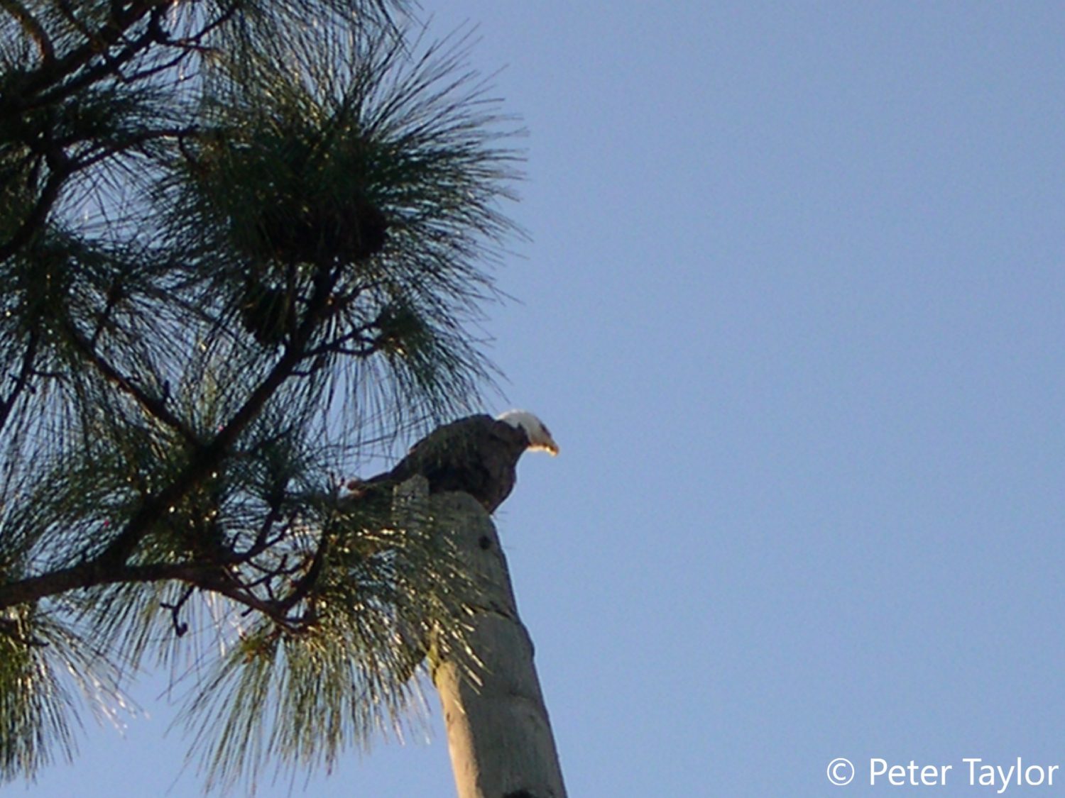 Bald Eagle at Oxbow Ecological Center. Bald Eagle at Oxbow Ecological Center.