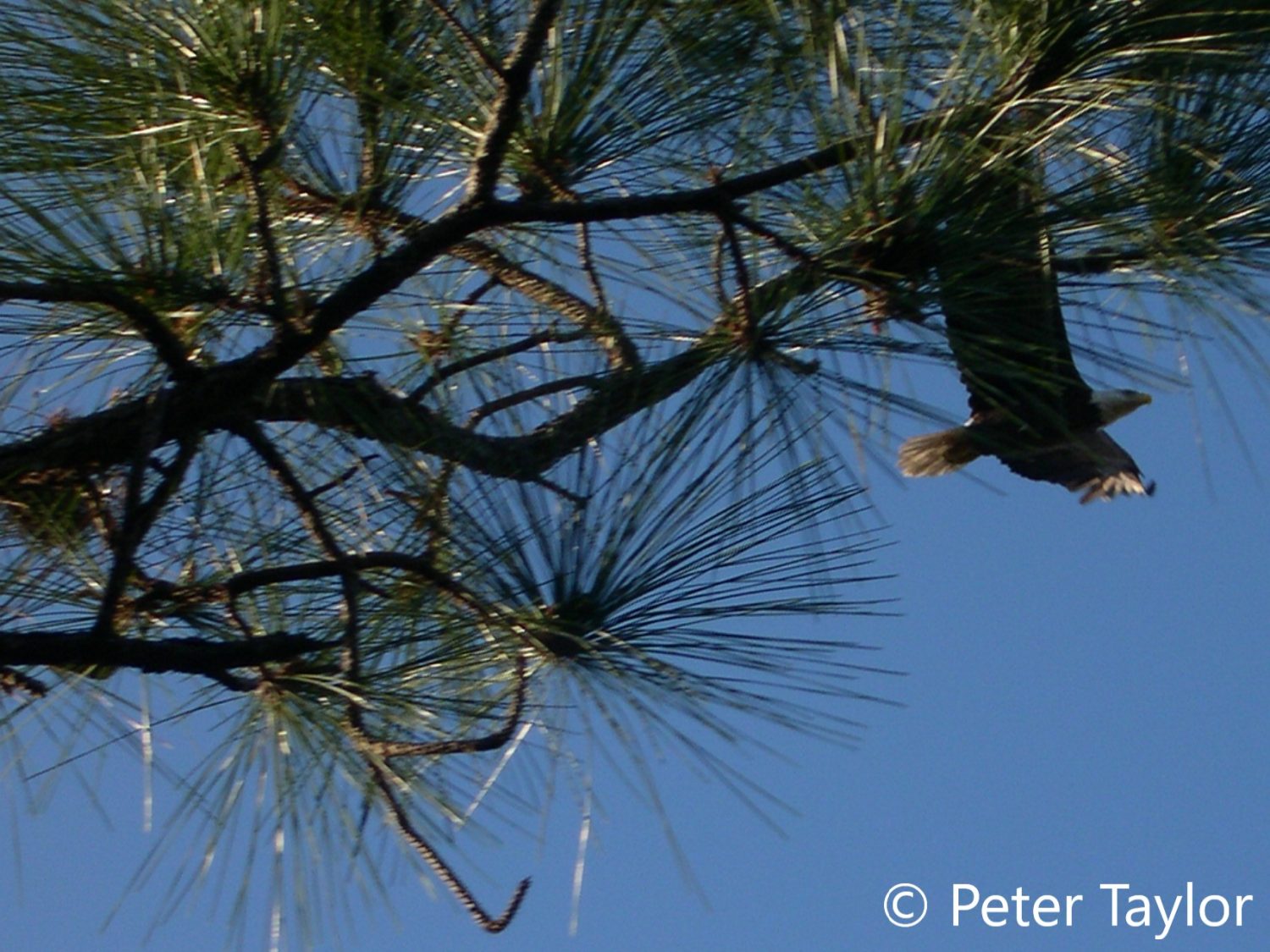 Bald Eagle Flys Away at Oxbow Ecological Center. Bald Eagle Flys Away at Oxbow Ecological Center.