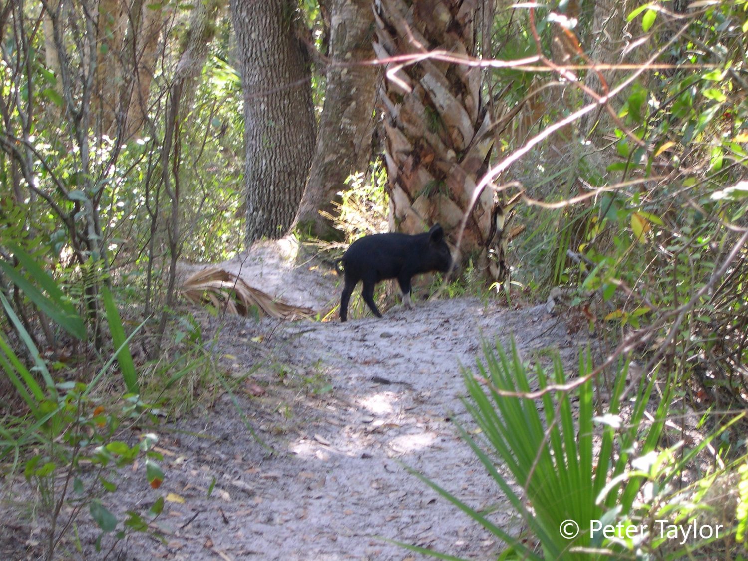 Another Small Feral hog at Oxbow. Another Small Feral hog at Oxbow.