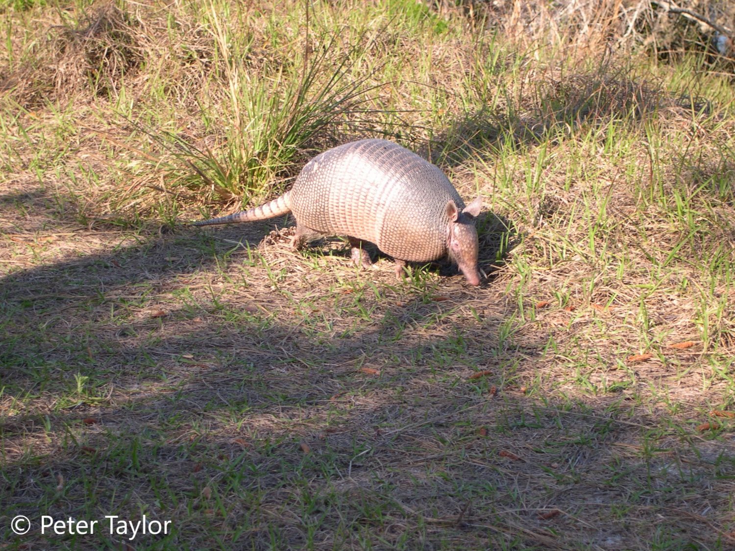 Another Cute Armadillo at Oxbow! Another Cute Armadillo at Oxbow!