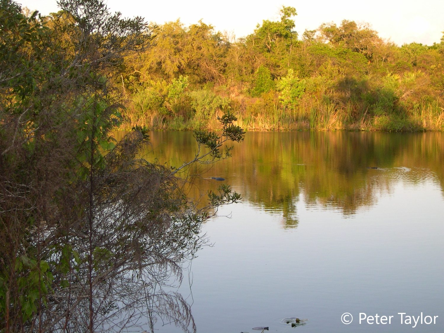 Two Gators in a Pretty Pond. Two Gators in a Pretty Pond.