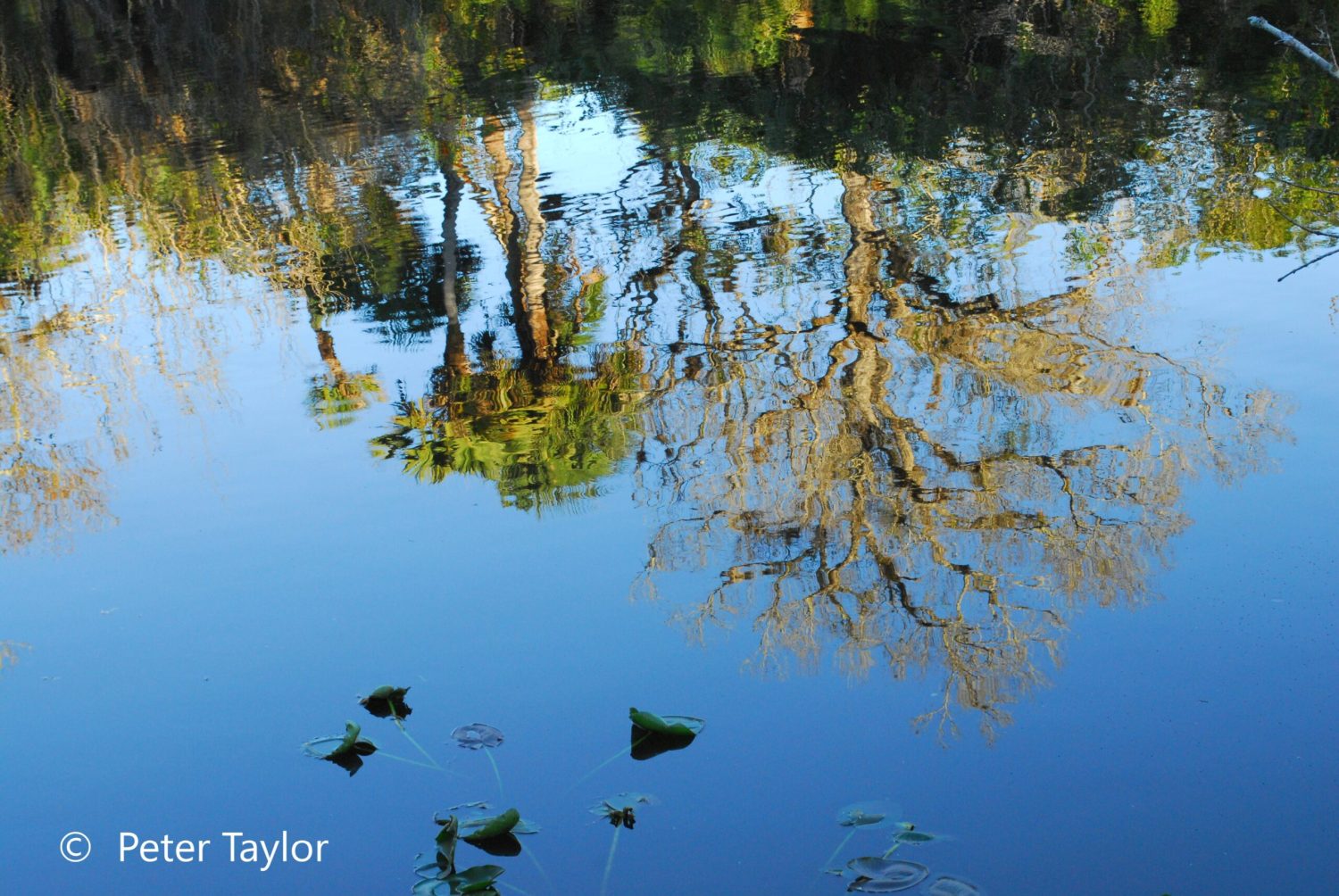 Reflection On The North Fork of the Saint Lucie River. Reflection On The North Fork of the Saint Lucie River.