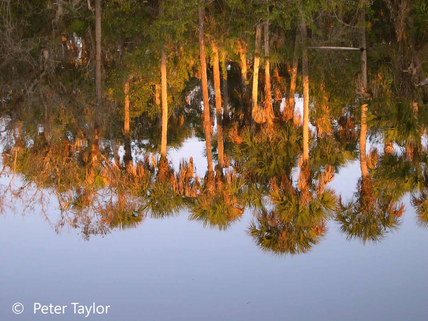 Reflection On The North Fork of the Saint Lucie River Reflection On The North Fork of the Saint Lucie River